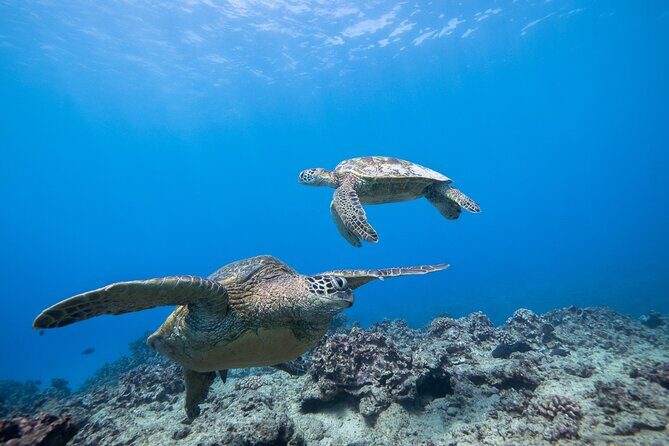 Turtle Canyon Waikiki Snorkel Adventure - The Guides and Crew: What Sets Them Apart