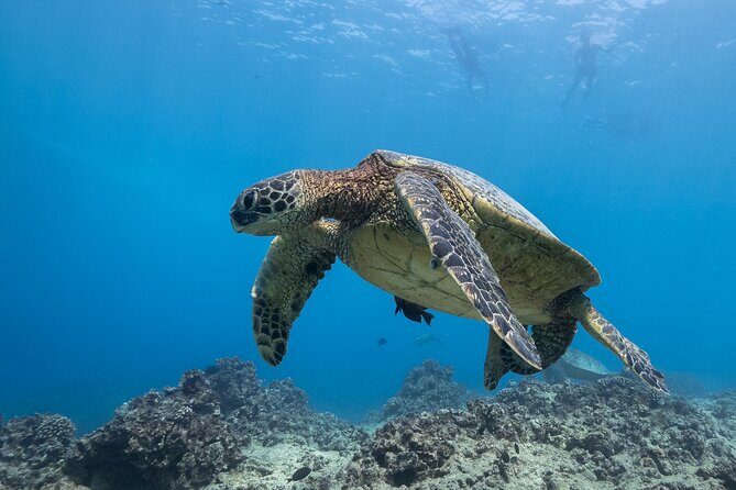 Turtle Canyon Waikiki Snorkel Adventure - Equipment and Comfort: All You Need Is Your Swimwear