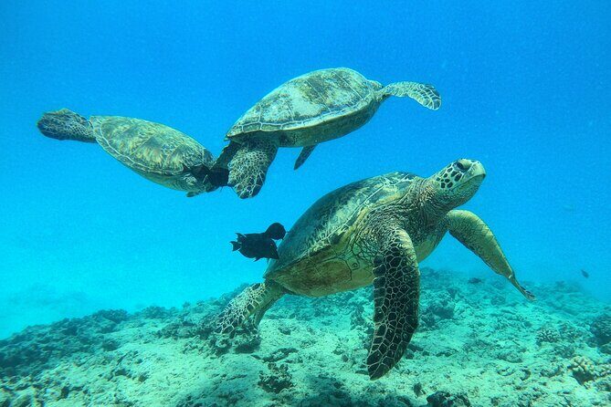 Turtle Canyon Waikiki Snorkel Adventure - Is This Tour Worth the Price?