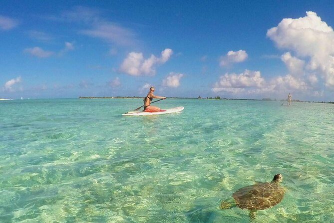 Turtle Eco Tour on Stand-Up Paddleboards or Kayaks into the National Marine Park - Key Points