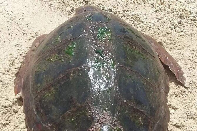 Turtle Experience in Boa Vista Island - An In-Depth Look at the Boa Vista Turtle Experience
