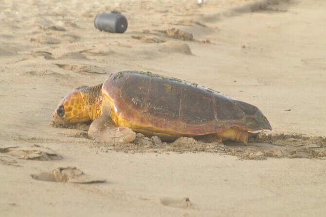 Turtle Experience in Boa Vista Island - Practical Details for Your Planning