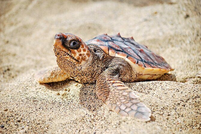 Turtle Experience in Boa Vista Island - Final Thoughts: Is It Worth It?