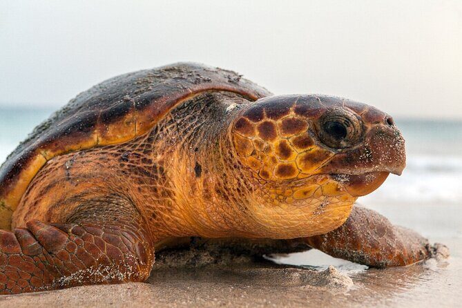Turtle Experience in Sal island - Practicalities and Considerations