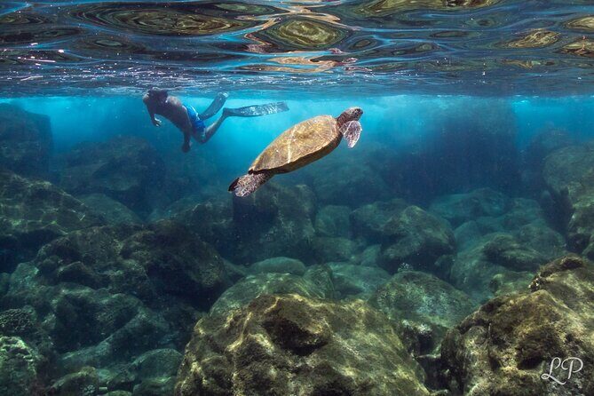 Turtle Gardens West Maui Snorkel Tour - FAQ