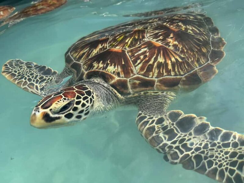 TURTLE INTERACTION EXPERIENCE & SACRED SWIM AT SALAAM CAVE - An Authentic Encounter with Sea Turtles in Zanzibar