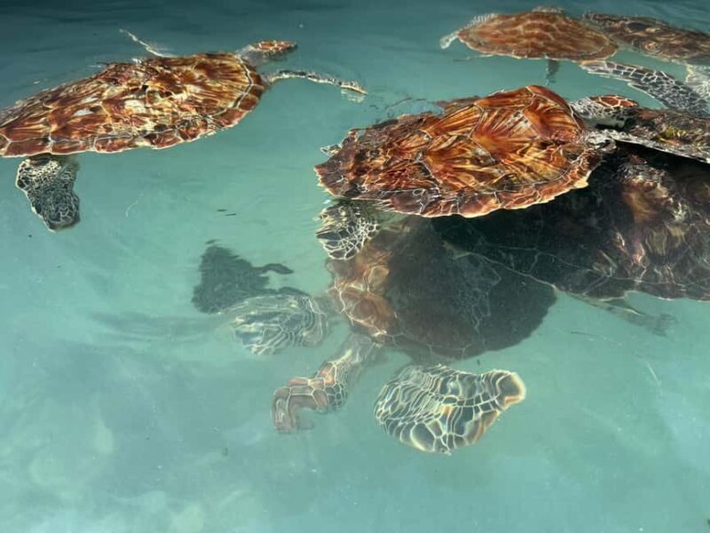 TURTLE INTERACTION EXPERIENCE & SACRED SWIM AT SALAAM CAVE - The Value of Supporting Conservation