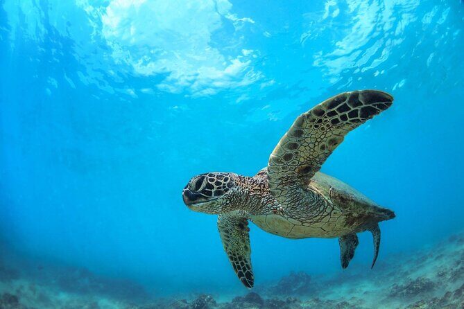 Turtle Reef Kayak Tour of Makena, Maui - An In-Depth Look at the Tour