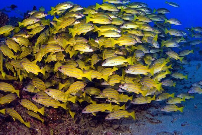 Turtle Reef Kayak Tour of Makena, Maui - Pricing and Value