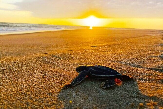 Turtle Release at Escobilla Beach - Key Points