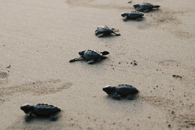 Turtle Release at Escobilla Beach - The Sum Up