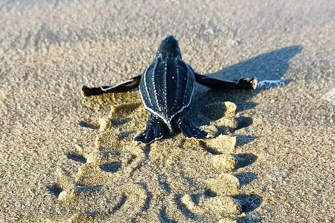 Turtle Release at Escobilla Beach - FAQs