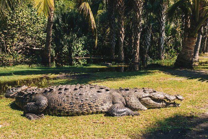 Turtle Release Escobilla Sanctuary and crocs in Ventanilla. - A detailed look at the tour experience