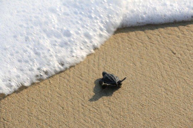 Turtle Release Escobilla Sanctuary and crocs in Ventanilla. - FAQs