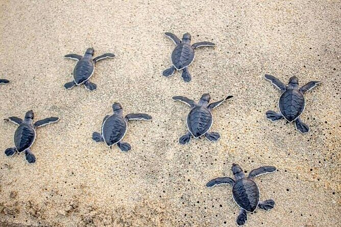 Turtle Release Playa Blanca - Introduction: A Unique Encounter with Nature’s Youngest Travelers