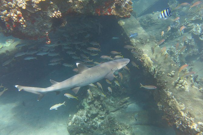 Turtle & Shark Scuba Dive in Lahaina: Certified - Who Will Love This Tour?