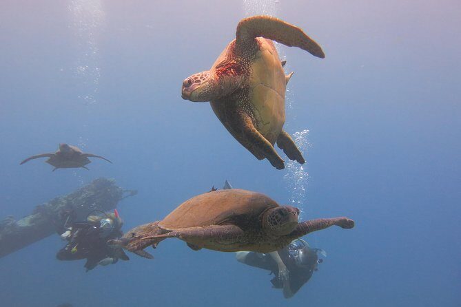 Turtle & Shark Scuba Dive in Lahaina: Certified - Frequently Asked Questions