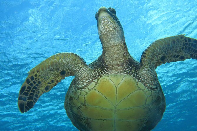 Turtle & Shark Scuba Dive in Lahaina: Certified - Final Thoughts