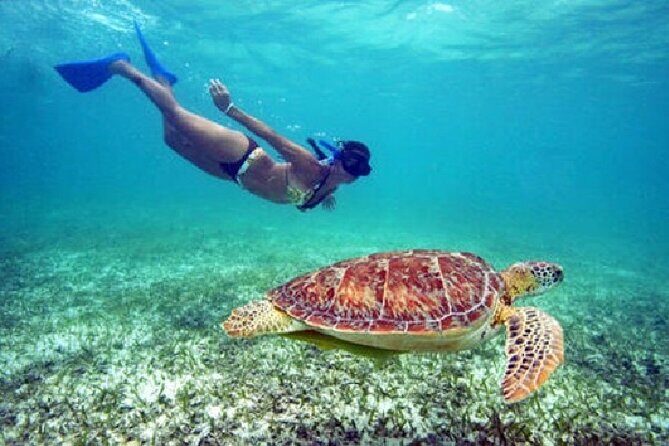 Turtle Snorkel Sail on Buck Island from Frenchman's Reef - A Closer Look at the Turtle Snorkel Sail Experience