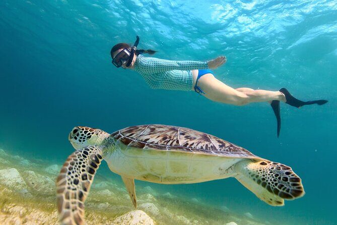 Turtle Snorkel Sail on Buck Island from Frenchman's Reef - What the Tour Offers in Detail