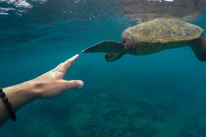 Turtle Snorkel Sail on Buck Island from Frenchman's Reef - FAQ