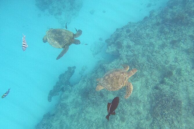 Turtle Snorkeling and Dole Plantation Guided Tour In Oahu - Introduction