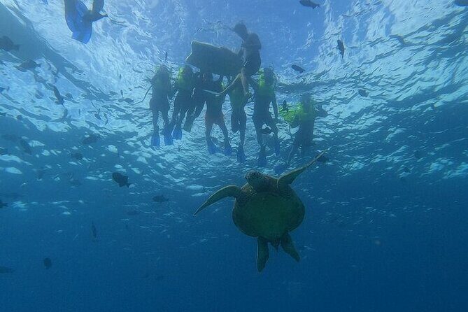 Turtle Snorkeling and Dole Plantation Guided Tour In Oahu - An In-Depth Look at the Tour Experience