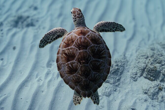 Turtle Snorkeling Aruba: Private Tour with Video - What to Expect from this Aruba Turtle Snorkeling Tour