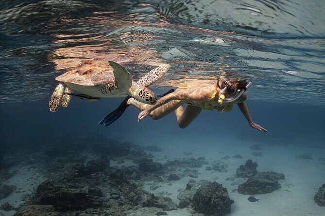 Turtle Snorkeling Aruba: Private Tour with Video - The Itinerary in Detail