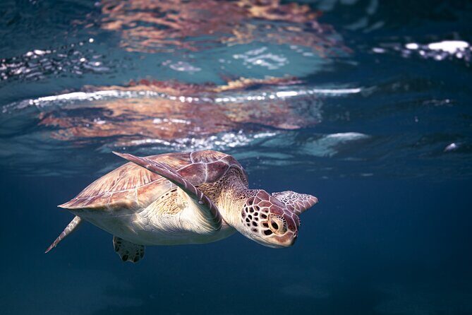 Turtle Snorkeling Aruba: Private Tour with Video - Practical Details: Booking, Logistics, and Accessibility