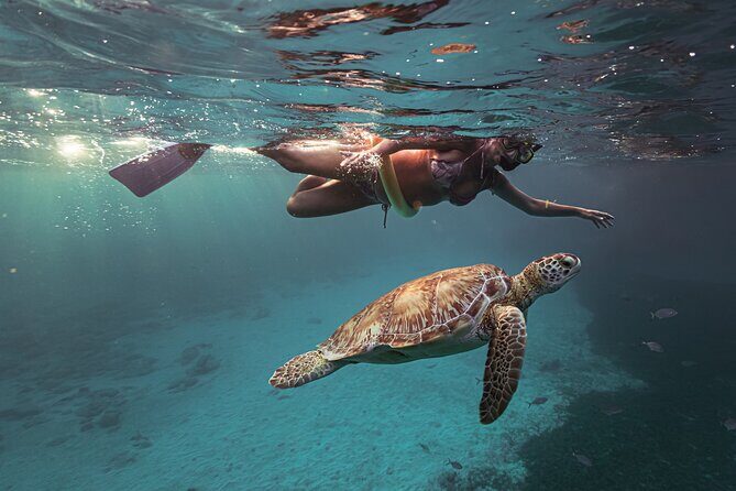 Turtle Snorkeling Aruba: Private Tour with Video - FAQs
