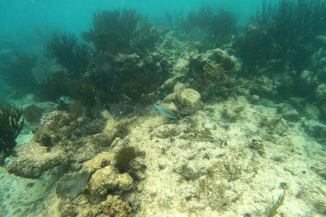 Turtle Snorkeling in Akumal - Who Will Love This Tour