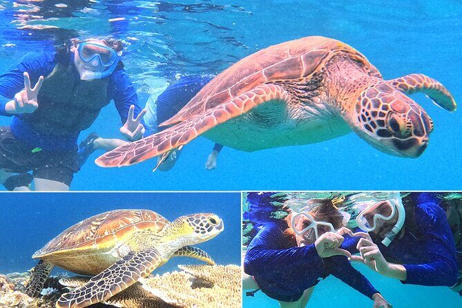 Turtle Snorkeling in Ishigaki - Fluent English! Small Group! - Key Points