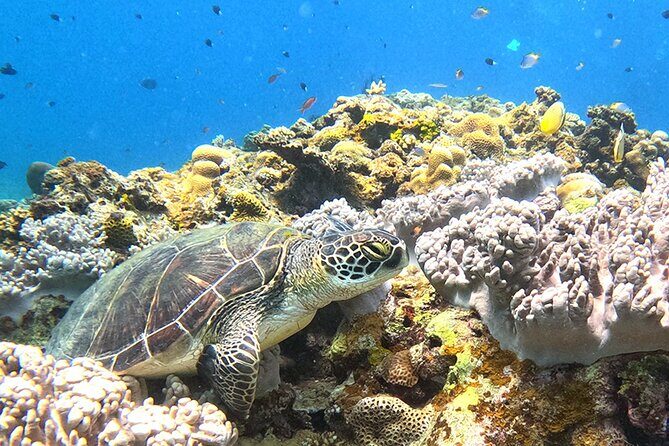 Turtle Snorkeling in Ishigaki - Fluent English! Small Group! - Discovering Ishigaki’s Underwater Charm
