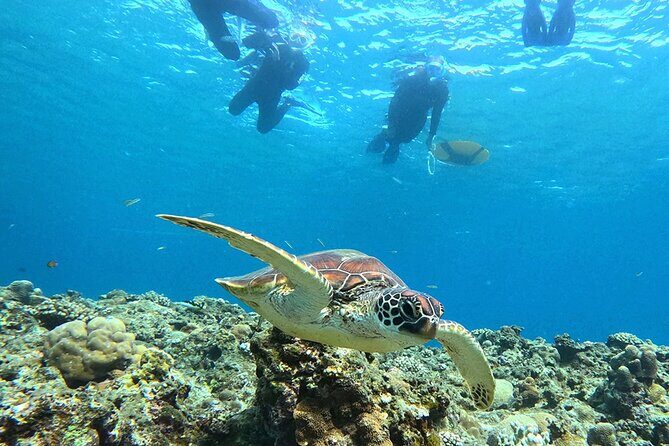 Turtle Snorkeling in Ishigaki - Fluent English! Small Group! - The Sum Up: Is It Worth It?
