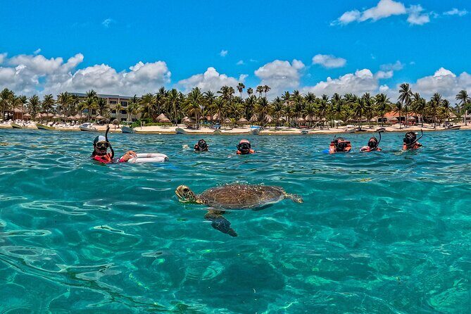 Turtle Snorkeling Jungle Adventure + Zipline and Rappel in Cenote - What to Expect: The Itinerary in Detail
