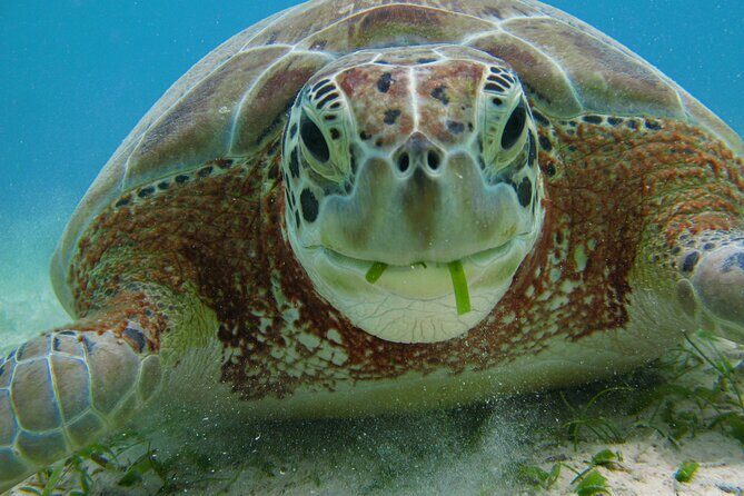 Turtle Snorkeling Jungle Adventure + Zipline and Rappel in Cenote - Authenticity and Local Flavor
