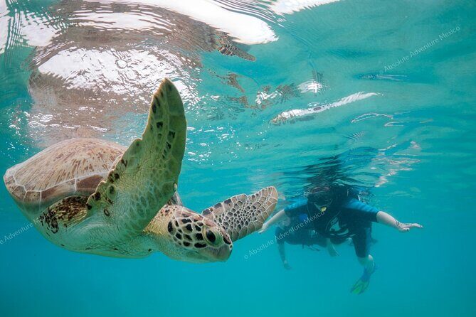 Turtle Snorkeling Private Tour Sea Turtles & Cenote in Tulum - Detailed Breakdown of the Itinerary