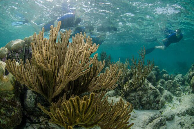 Turtle Snorkeling Private Tour Sea Turtles & Cenote in Tulum - The Authenticity of the Experience, Backed by Reviews