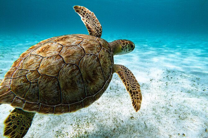 Turtle Snorkeling Tour in Tres Trapi, Aruba - Practical Tips for Your Snorkeling Adventure