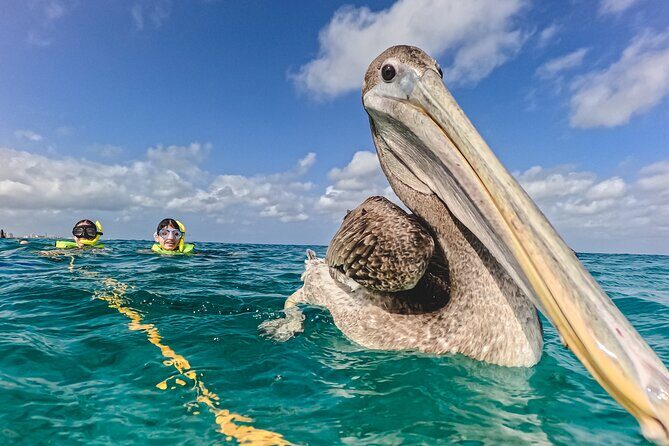 Turtle Snorkeling Tour in Tres Trapi, Aruba - The Sum Up