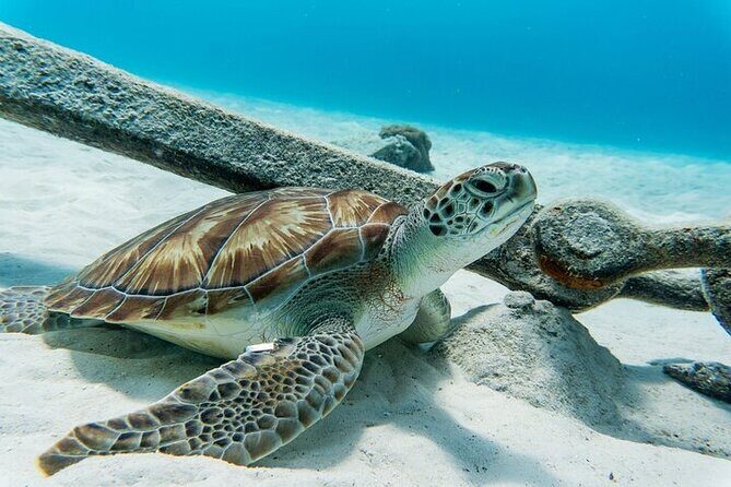 Turtle Swim at TurtleBay visit Flamingos & KnipBeach Safari Truck - An Honest Look at the Itinerary and Experience