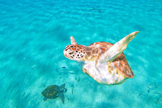 Turtle Swim at TurtleBay visit Flamingos & KnipBeach Safari Truck - FAQ