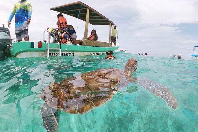 Turtle Swim, Lunch and Underground Cenote Private Tour - FAQs