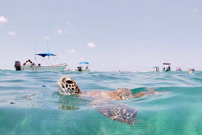 Turtle Swim, Lunch and Underground Cenote Private Tour - Final Thoughts