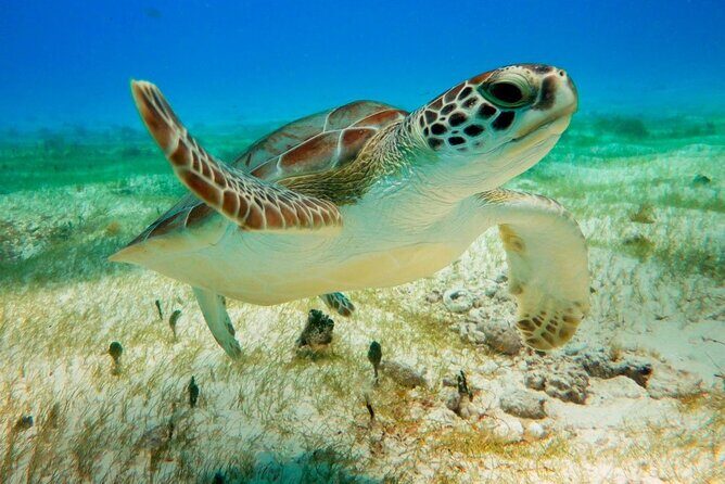Turtle Swim & Tulum Ruins! Round Transportation from Playa del Carmen - Exploring the Full Day Itinerary and What to Expect