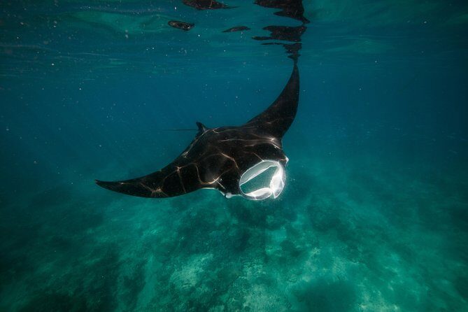 Turtle Tour - Ningaloo Reef Half Day Sea Kayak and Snorkel Tour - Duration and Value