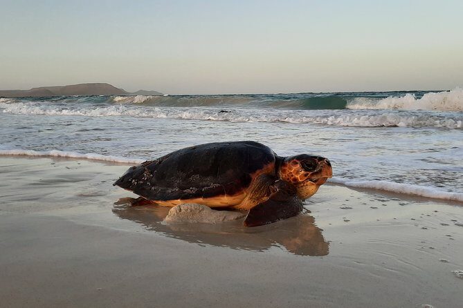 Turtle Watching Adventure - Additional considerations