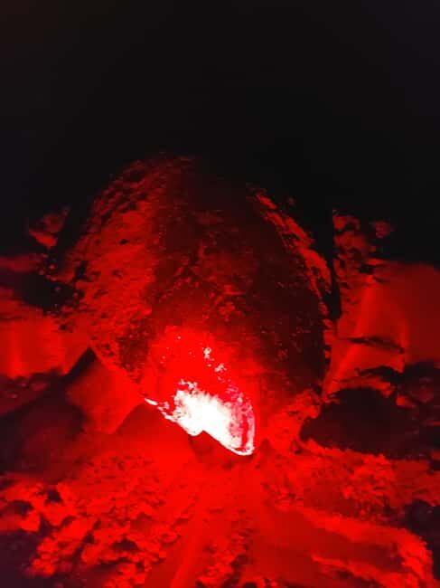 Turtle watching in Boa Vista Island - Introduction to Turtle Watching in Boa Vista