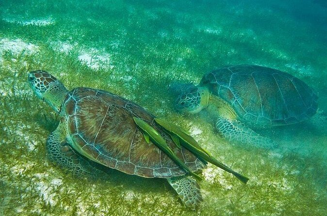 Turtles and Cenote from Cancun - FAQs